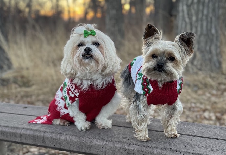 Sayles Pups